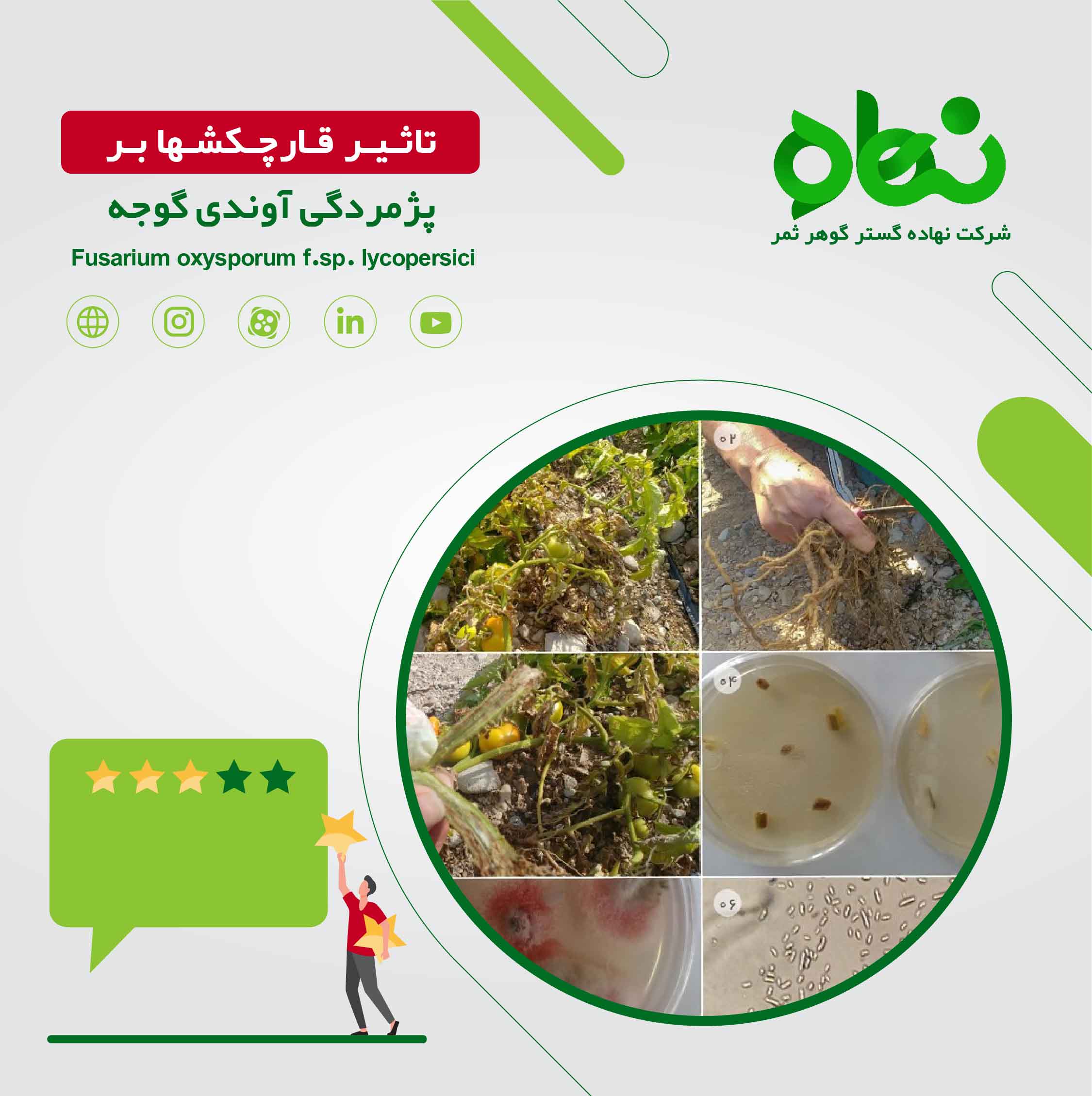 تاثیر قارچکشها بر پژمردگی آوندی گوجه (Fusarium oxysporum f.sp. lycopersici)